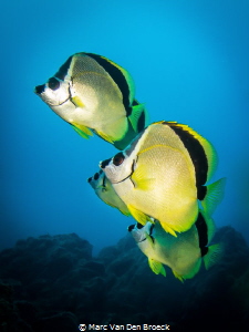 Yellow cleaners by Marc Van Den Broeck 